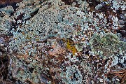 Lichen 17-2571a_1